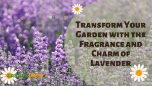 Beautiful purple lavender plants.