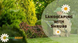 Person maintaining a Landscape with Shrubs