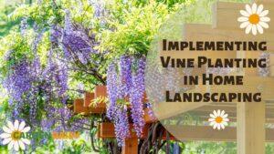 Wisteria on a trellis - Landscaping with Vines