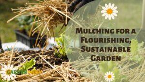 Applying straw mulch to the garden