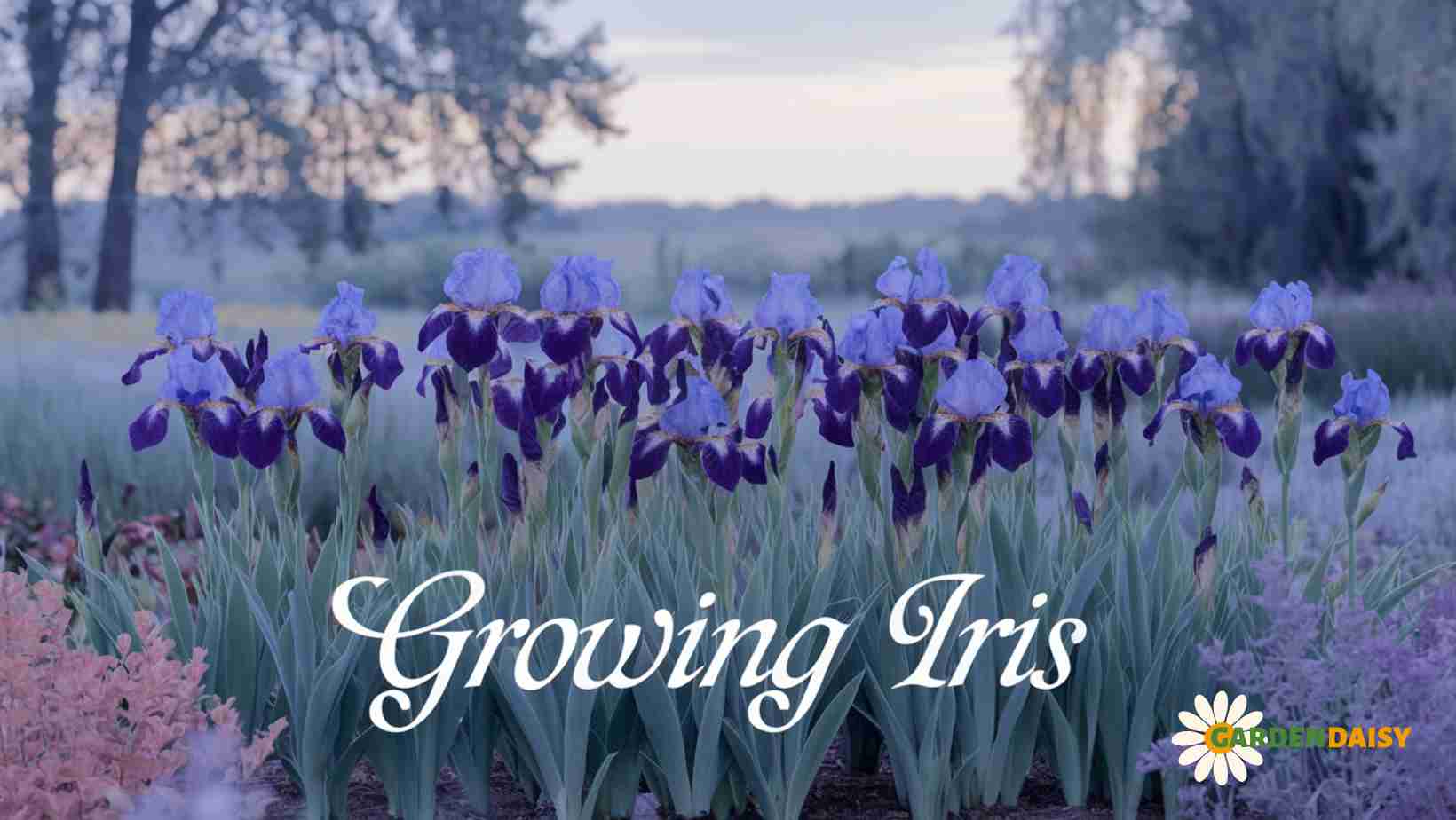 Growing Iris